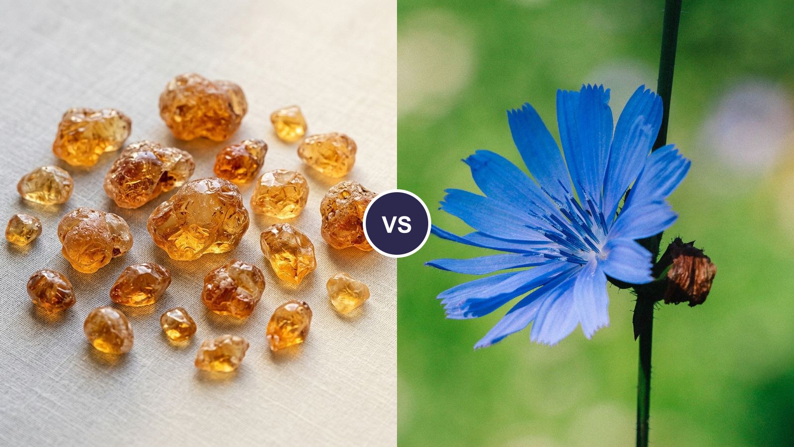 Arabic gum resin crystals compared side-by-side with a blue chicory flower, the plant inulin is commonly extracted from