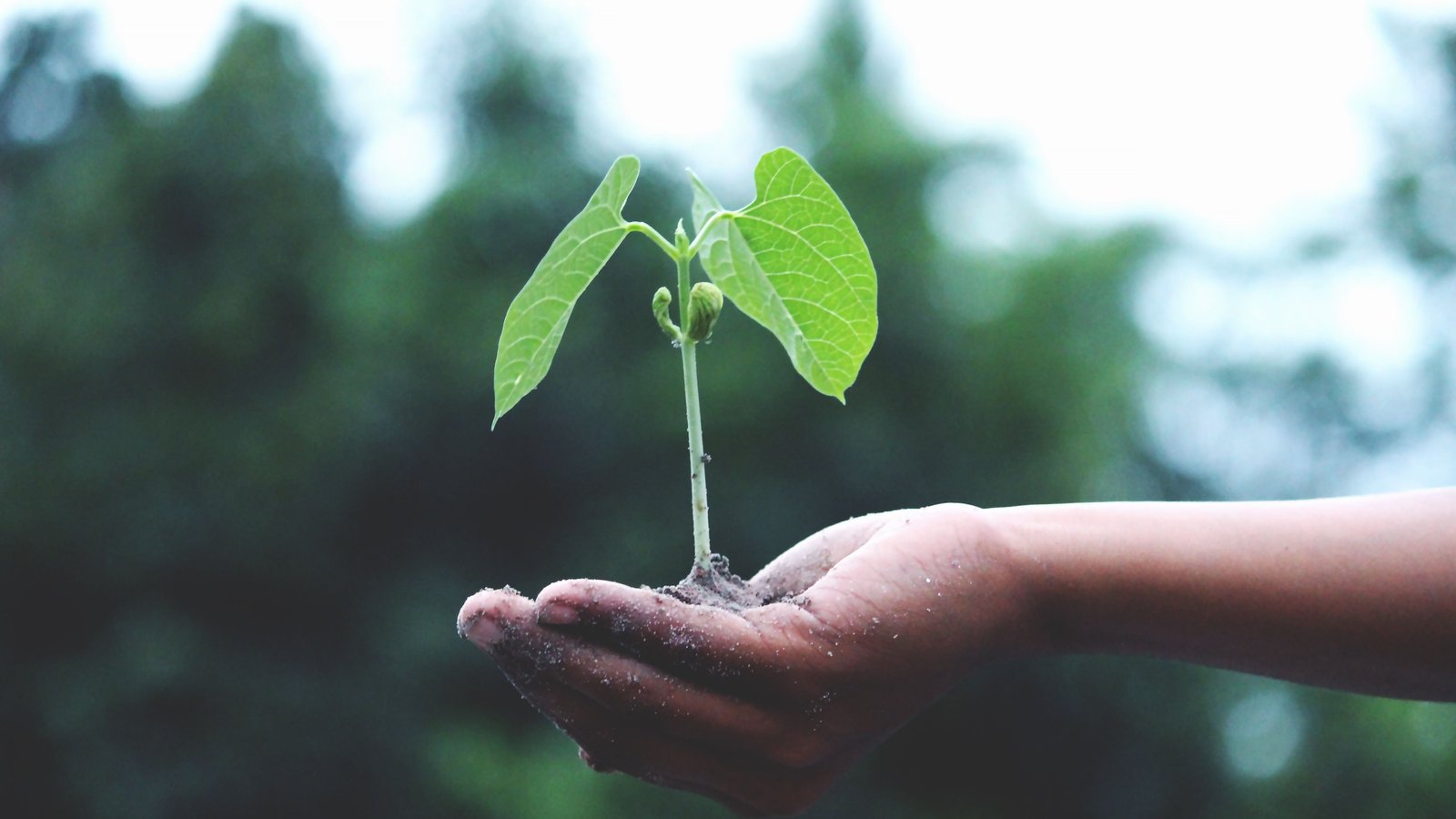 A young sapling held in an open hand, representing Berkat Madinah Store's growth from a single small shop